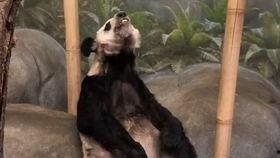 日韩宠物造型视频