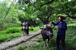 日韩精品老牛视频,重温经典，感受岁月流转