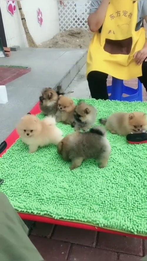 日韩肉肉动态图视频,趣味横生的视觉盛宴